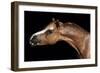 Horse-Fabio Petroni-Framed Photographic Print