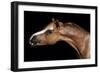 Horse-Fabio Petroni-Framed Photographic Print