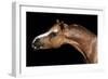 Horse-Fabio Petroni-Framed Photographic Print