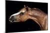 Horse-Fabio Petroni-Mounted Photographic Print