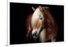 Horse-Fabio Petroni-Framed Photographic Print