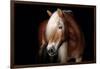 Horse-Fabio Petroni-Framed Photographic Print