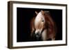 Horse-Fabio Petroni-Framed Photographic Print