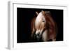 Horse-Fabio Petroni-Framed Photographic Print