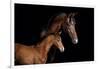 Horse-Fabio Petroni-Framed Photographic Print