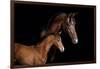 Horse-Fabio Petroni-Framed Photographic Print