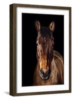 Horse-Fabio Petroni-Framed Photographic Print