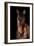 Horse-Fabio Petroni-Framed Photographic Print