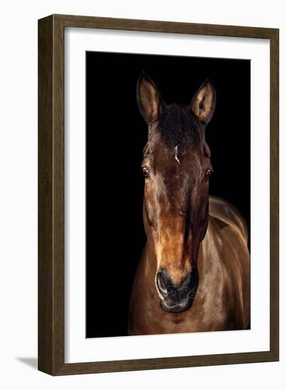 Horse-Fabio Petroni-Framed Photographic Print