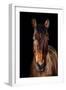 Horse-Fabio Petroni-Framed Photographic Print