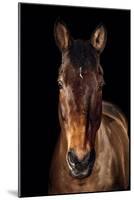 Horse-Fabio Petroni-Mounted Photographic Print