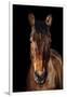 Horse-Fabio Petroni-Framed Photographic Print