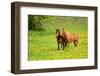 Horse-Kyslynskyy-Framed Photographic Print