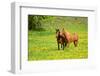 Horse-Kyslynskyy-Framed Photographic Print
