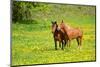 Horse-Kyslynskyy-Mounted Photographic Print