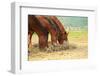 Horse-Kyslynskyy-Framed Photographic Print