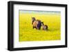 Horse-Kyslynskyy-Framed Photographic Print