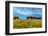 Horse-Kyslynskyy-Framed Photographic Print