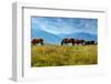 Horse-Kyslynskyy-Framed Photographic Print