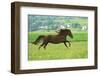 Horse-Kyslynskyy-Framed Photographic Print