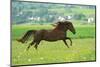 Horse-Kyslynskyy-Mounted Photographic Print