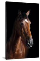 Horse-Fabio Petroni-Stretched Canvas