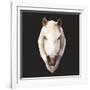 Horse-Lora Kroll-Framed Art Print