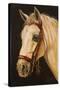 Horse-Nelly Arenas-Stretched Canvas