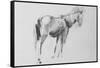 Horse-David Studwell-Framed Stretched Canvas