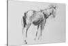 Horse-David Studwell-Stretched Canvas