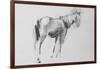 Horse-David Studwell-Framed Giclee Print