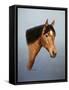 Horse-Richard Burns-Framed Stretched Canvas