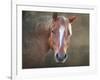 Horse-Mark Ashkenazi-Framed Premium Giclee Print