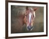 Horse-Mark Ashkenazi-Framed Premium Giclee Print