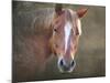 Horse-Mark Ashkenazi-Mounted Premium Giclee Print