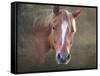 Horse-Mark Ashkenazi-Framed Stretched Canvas