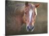 Horse-Mark Ashkenazi-Stretched Canvas