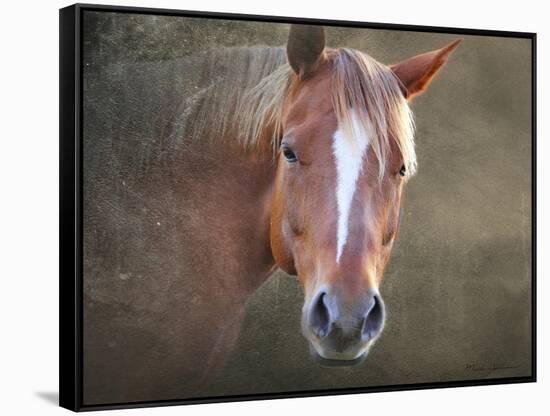 Horse-Mark Ashkenazi-Framed Stretched Canvas