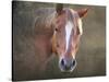 Horse-Mark Ashkenazi-Stretched Canvas