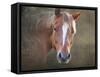 Horse-Mark Ashkenazi-Framed Stretched Canvas