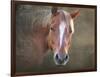 Horse-Mark Ashkenazi-Framed Giclee Print