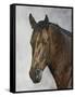 Horse-Rusty Frentner-Framed Stretched Canvas