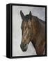 Horse-Rusty Frentner-Framed Stretched Canvas