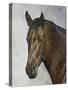 Horse-Rusty Frentner-Stretched Canvas