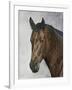 Horse-Rusty Frentner-Framed Giclee Print