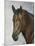 Horse-Rusty Frentner-Mounted Giclee Print