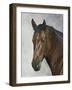 Horse-Rusty Frentner-Framed Giclee Print