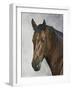 Horse-Rusty Frentner-Framed Giclee Print