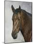 Horse-Rusty Frentner-Mounted Giclee Print
