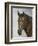 Horse-Rusty Frentner-Framed Giclee Print